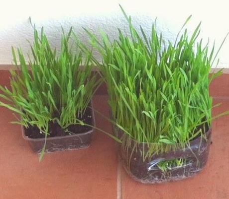 HIERBA DE TRIGO HIERBA DE TRIGO