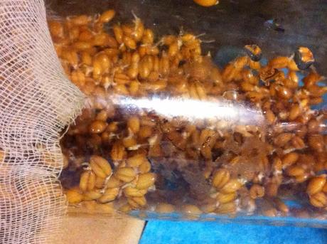 HIERBA DE TRIGO HIERBA DE TRIGO