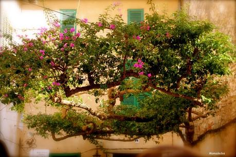 Hoy compartimos: Ventanas, terrazas y jardines Hoy compartimos: Ventanas, terrazas y jardines