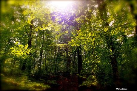 Hoy compartimos: Ventanas, terrazas y jardines Hoy compartimos: Ventanas, terrazas y jardines