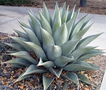 Plantas Negativas según el Feng Shui