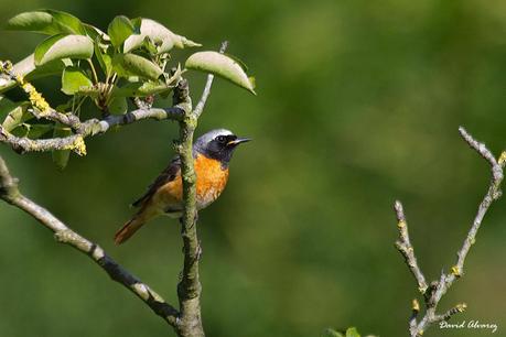 Colirrojos reales en el jardín Colirrojos reales en el jardín