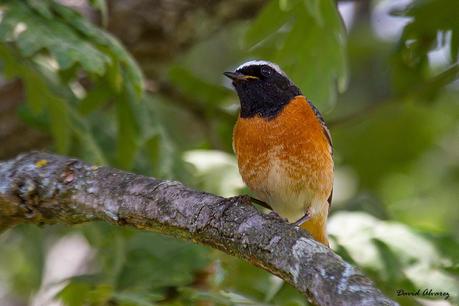 Colirrojos reales en el jardín