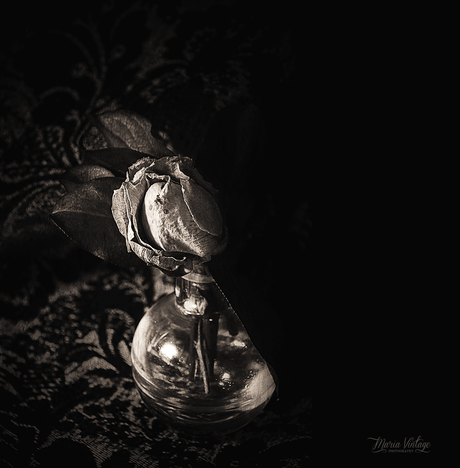 Toni Catany Vintage-Dream