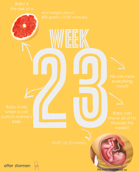 Semana 23 Embarazo | Week 23 Pregnancy