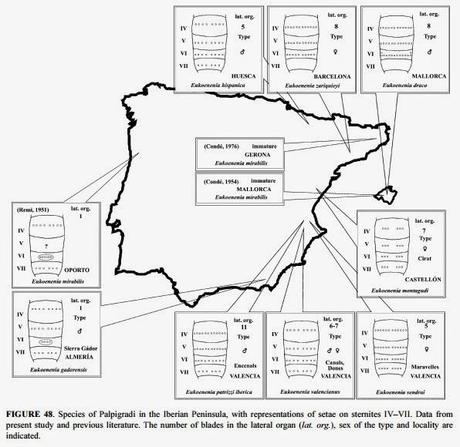 Nuevas especies de Palpígrados en cuevas de ESPAÑA Nuevas especies de Palpígrados en cuevas de ESPAÑA