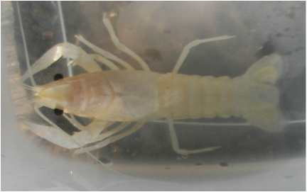 Amenazas para los Ecosistemas Subterráneos Amenazas para los Ecosistemas Subterráneos