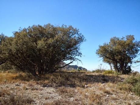 La Mola del Montsant. Ulldemolins (Tarragona)