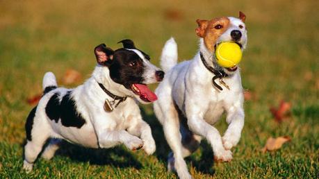 Cómo enseñar a tu perro a traer la pelota: cuidados y nombres para tu mascota. Perro y pelota