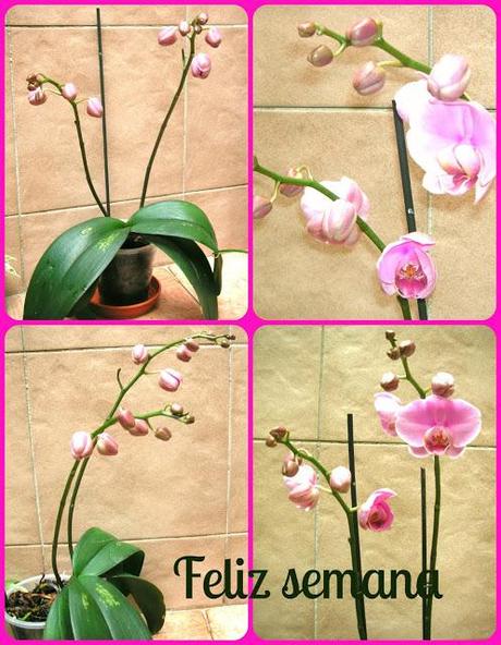 Nueva primavera, nueva orquídea y la bestia se va transformando en bella.