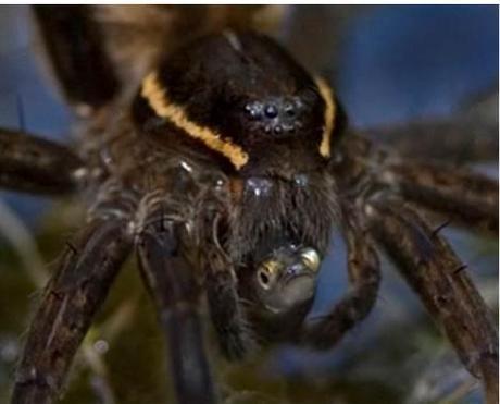 Dolomedes sp (créditos Nyffeler y Pusey, 2014)