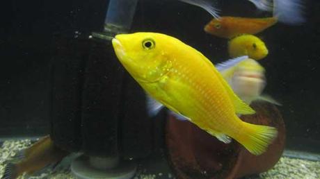 Labidochromis caeruleus Labidochromis caeruleus