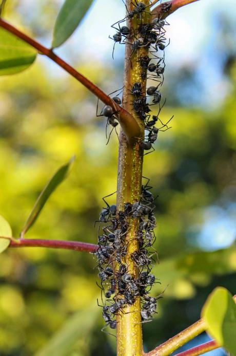 Entomología en Gorongosa