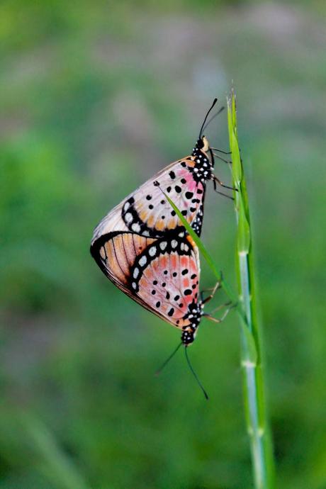 Entomología en Gorongosa