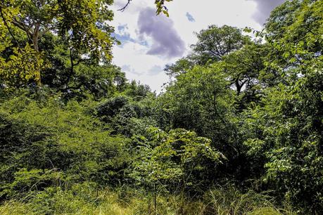 Entomología en Gorongosa