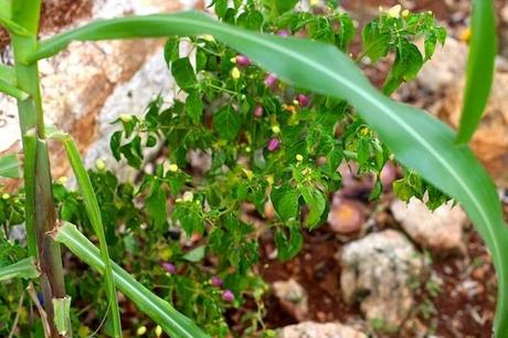 Uxmal, cenotes and more Uxmal, cenotes and more