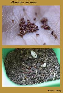 Siembra de fresas semillas de fresa