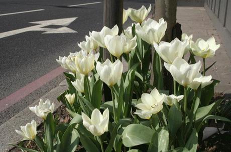 Guerrilla gardening