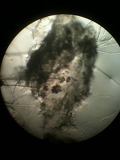 Dermatofitosis en una conejo (caso clínico) Dermatofitosis en una conejo (caso clínico)