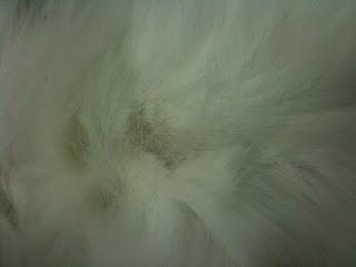 Dermatofitosis en una conejo (caso clínico) Dermatofitosis en una conejo (caso clínico)