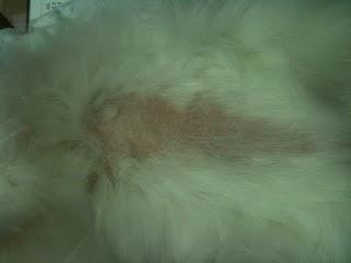 Dermatofitosis en una conejo (caso clínico) Dermatofitosis en una conejo (caso clínico)