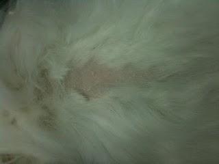 Dermatofitosis en una conejo (caso clínico) Dermatofitosis en una conejo (caso clínico)