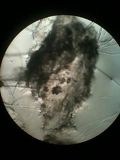 Dermatofitosis en una conejo (caso clínico) Dermatofitosis en una conejo (caso clínico)