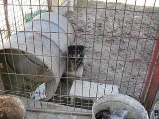 TERRIBLE. Cachorro en malas condiciones COME CARNE CRUDA Y NO DA SOL ENCADENADO (Murcia) TERRIBLE. Cachorro en malas condiciones COME CARNE CRUDA Y NO DA SOL ENCADENADO (Murcia)