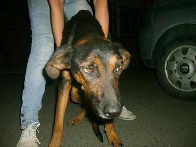 Perrita (con la pata amputada) junto a su cachorro  en las vías del tren.