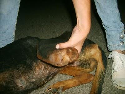 Perrita (con la pata amputada) junto a su cachorro  en las vías del tren.