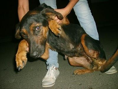 Perrita (con la pata amputada) junto a su cachorro  en las vías del tren.