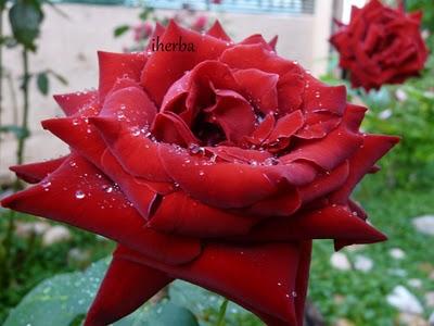 Significado de las flores y plantas - Rosa Roja