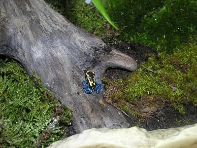 Tutorial - Cómo hacer un terrario para Dendrobates