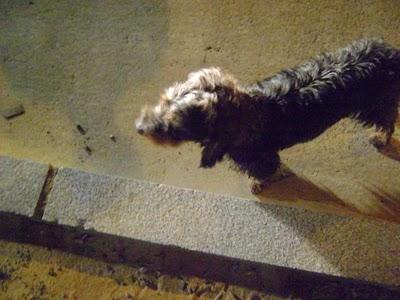 BOLI , está abandonado hace una semana en un poligono de un pueblo.AYUDA. (SEVILLA) BOLI , está abandonado hace una semana en un poligono de un pueblo.AYUDA. (SEVILLA)