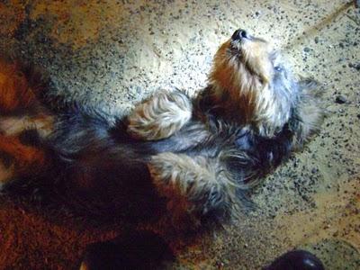 BOLI , está abandonado hace una semana en un poligono de un pueblo.AYUDA. (SEVILLA) BOLI , está abandonado hace una semana en un poligono de un pueblo.AYUDA. (SEVILLA)