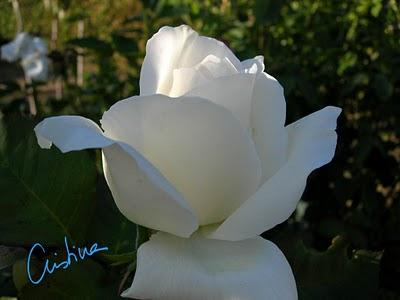 Rosas en otoño Rosas en otoño