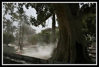 ARBOL CON 2.000 AÑOS DONDE SUBIO ZAQUEO PARA VER A JESUS ARBOL CON 2.000 AÑOS DONDE SUBIO ZAQUEO PARA VER A JESUS