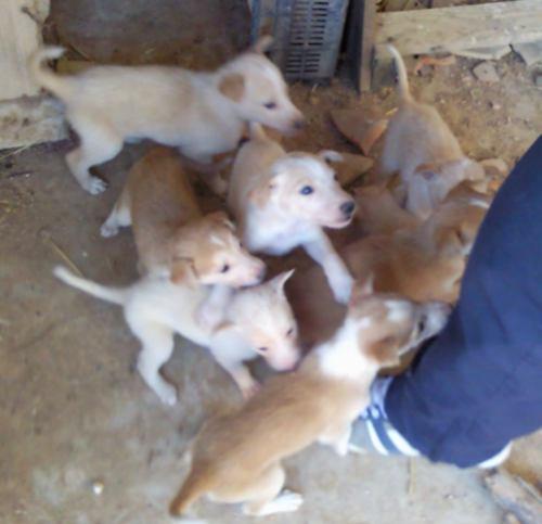 8 CACHORROS DE GALGO VIVIENDO AL LADO DE LA CARRETERA Y MAMA GALGA QUE NO SE DEJA COGER, SE NECESITA ACOGIDAS O AYUDAS.CUENCA 8 CACHORROS DE GALGO VIVIENDO AL LADO DE LA CARRETERA Y MAMA GALGA QUE NO SE DEJA COGER, SE NECESITA ACOGIDAS O AYUDAS.CUENCA