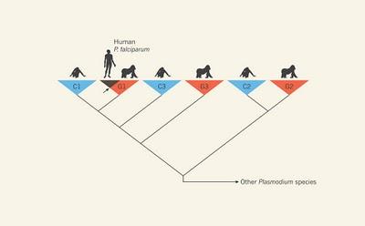 Gorilas, humanos y el pequeño gran salto de Plasmodium