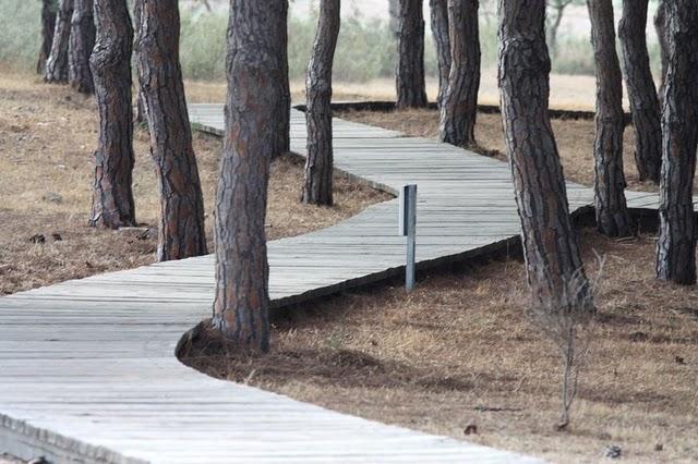 DOÑANA PARQUE NATURAL Y EL ACEBUCHE-HUELVA DOÑANA PARQUE NATURAL Y EL ACEBUCHE-HUELVA
