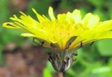 FLORA Y FAUNA ENDÉMICAS GADITANAS