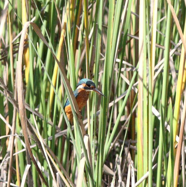 MARTIN PESCADOR-ALCEDO ATTHIS-COMMON KINGFISHER