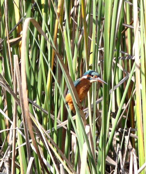 MARTIN PESCADOR-ALCEDO ATTHIS-COMMON KINGFISHER