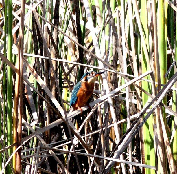 MARTIN PESCADOR-ALCEDO ATTHIS-COMMON KINGFISHER