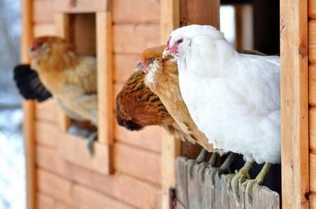 criar gallineros en casa