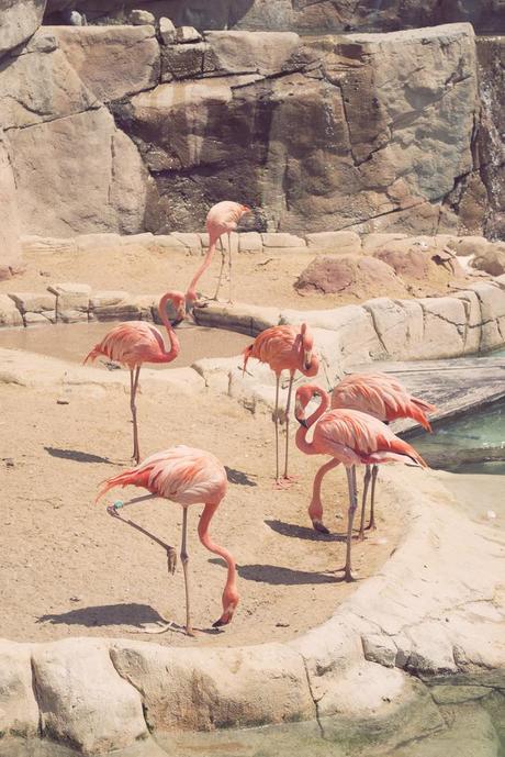 Vida animal Animal life