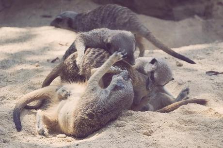 Vida animal Animal life