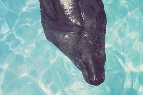 Vida animal Animal life