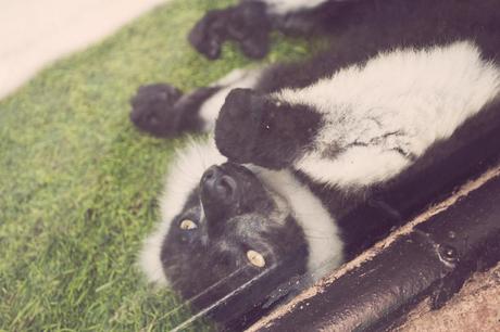 Vida animal Animal life