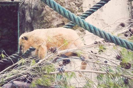 Vida animal Animal life